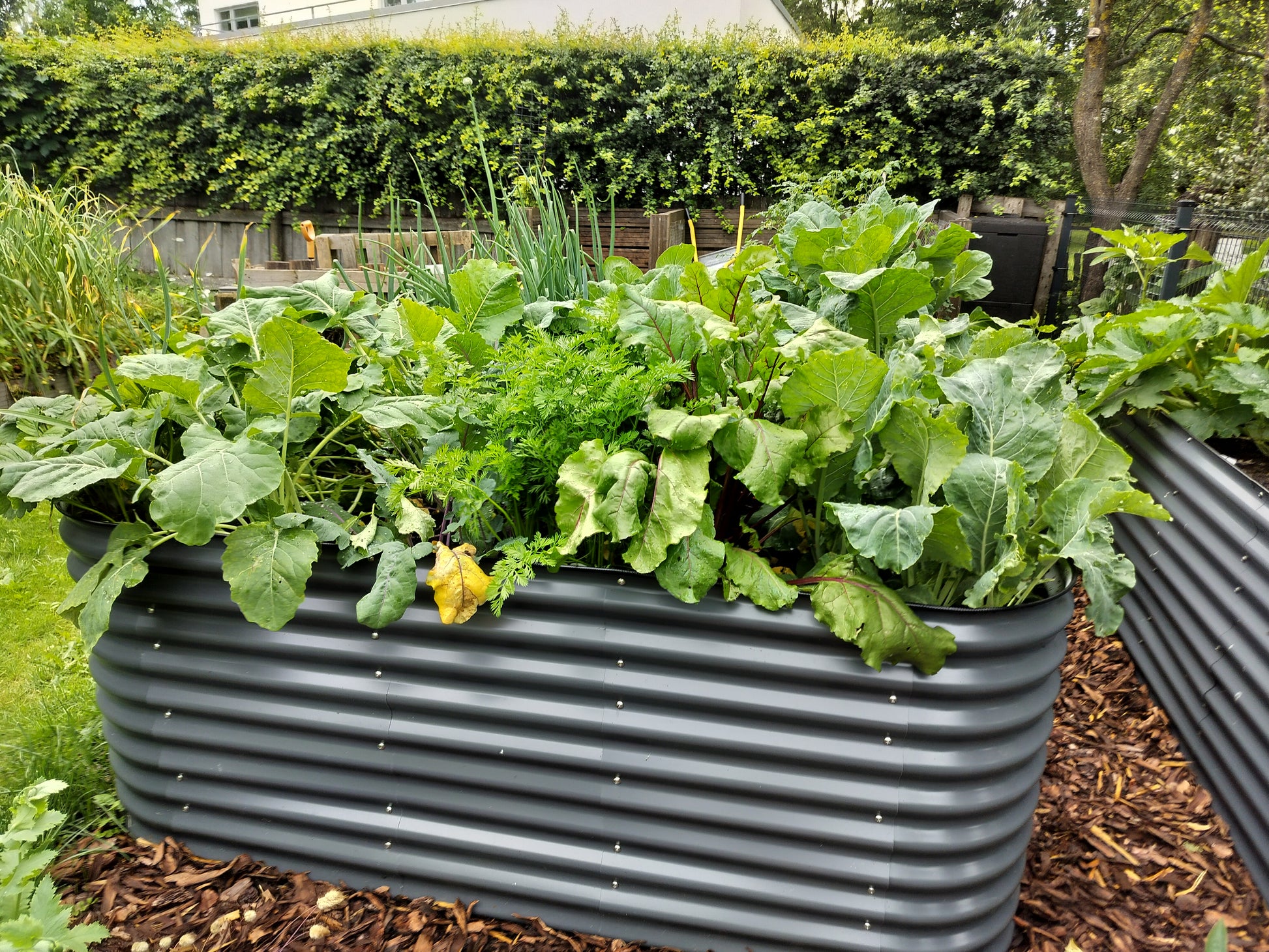 Vegetable garden with leafy greens in a corrugated metal planter against a hedge background