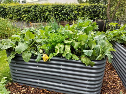 Vegetable garden with leafy greens in a corrugated metal planter against a hedge background