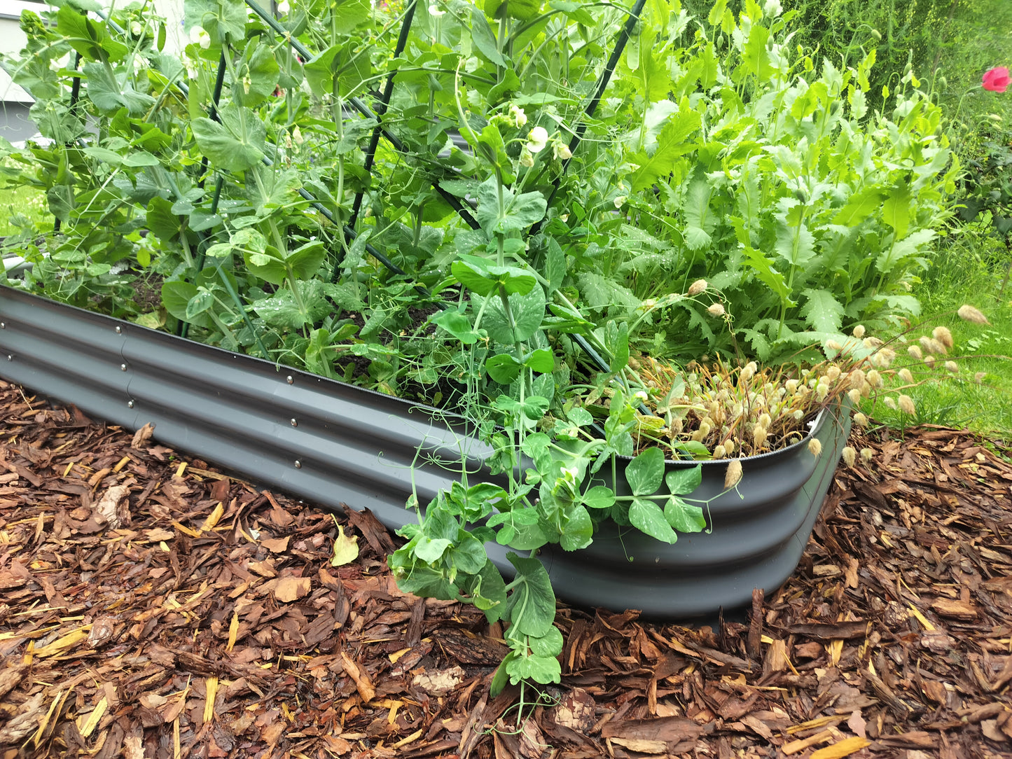 Garden bed with plants growing in a garden setting