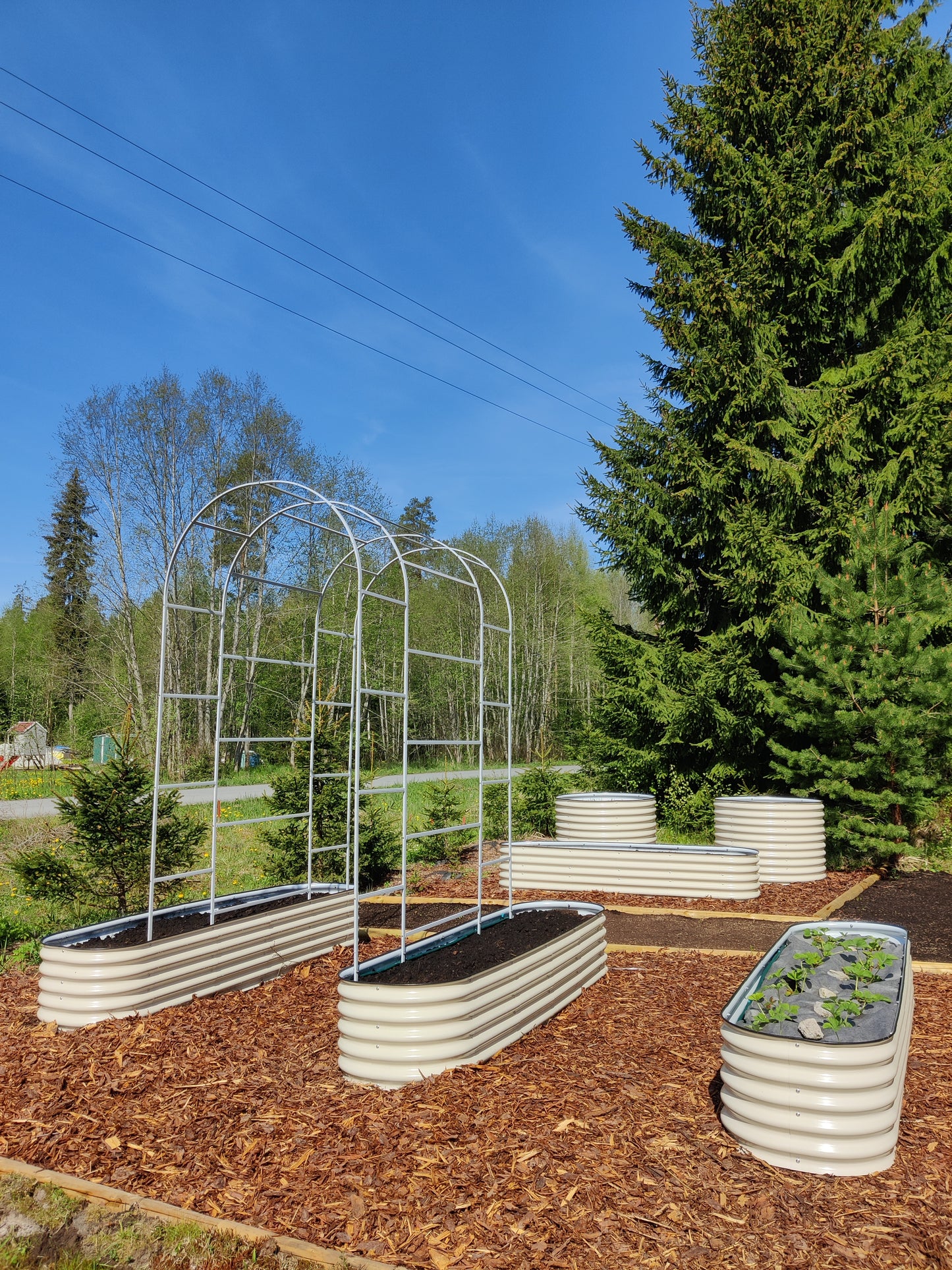 Peenrakastide taimekaar XL